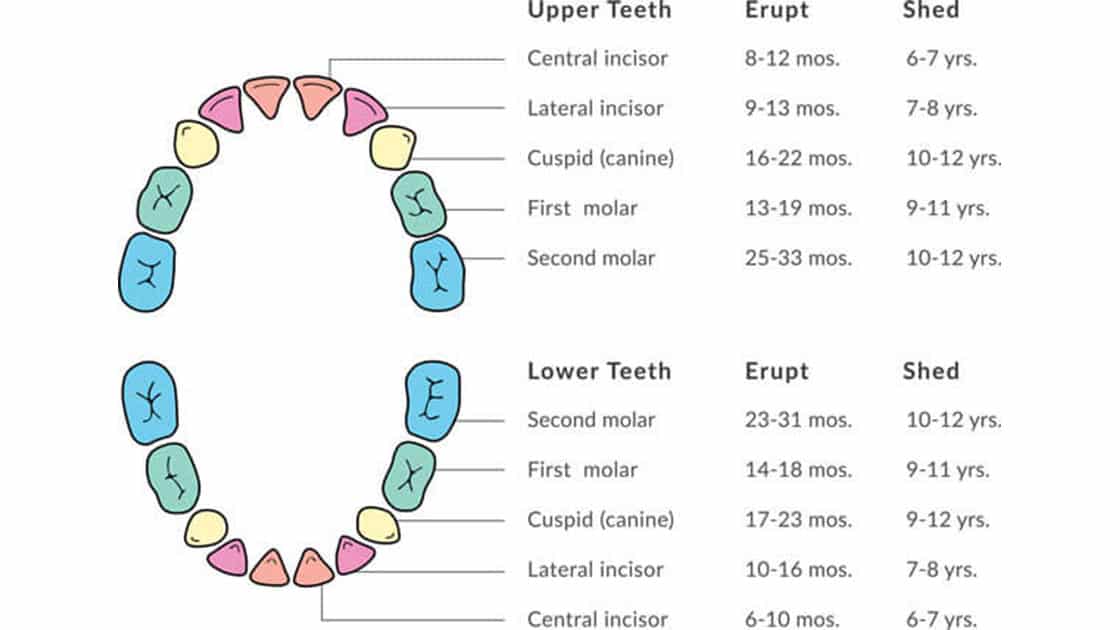Eruption of Primary Teeth (Baby Teeth)
